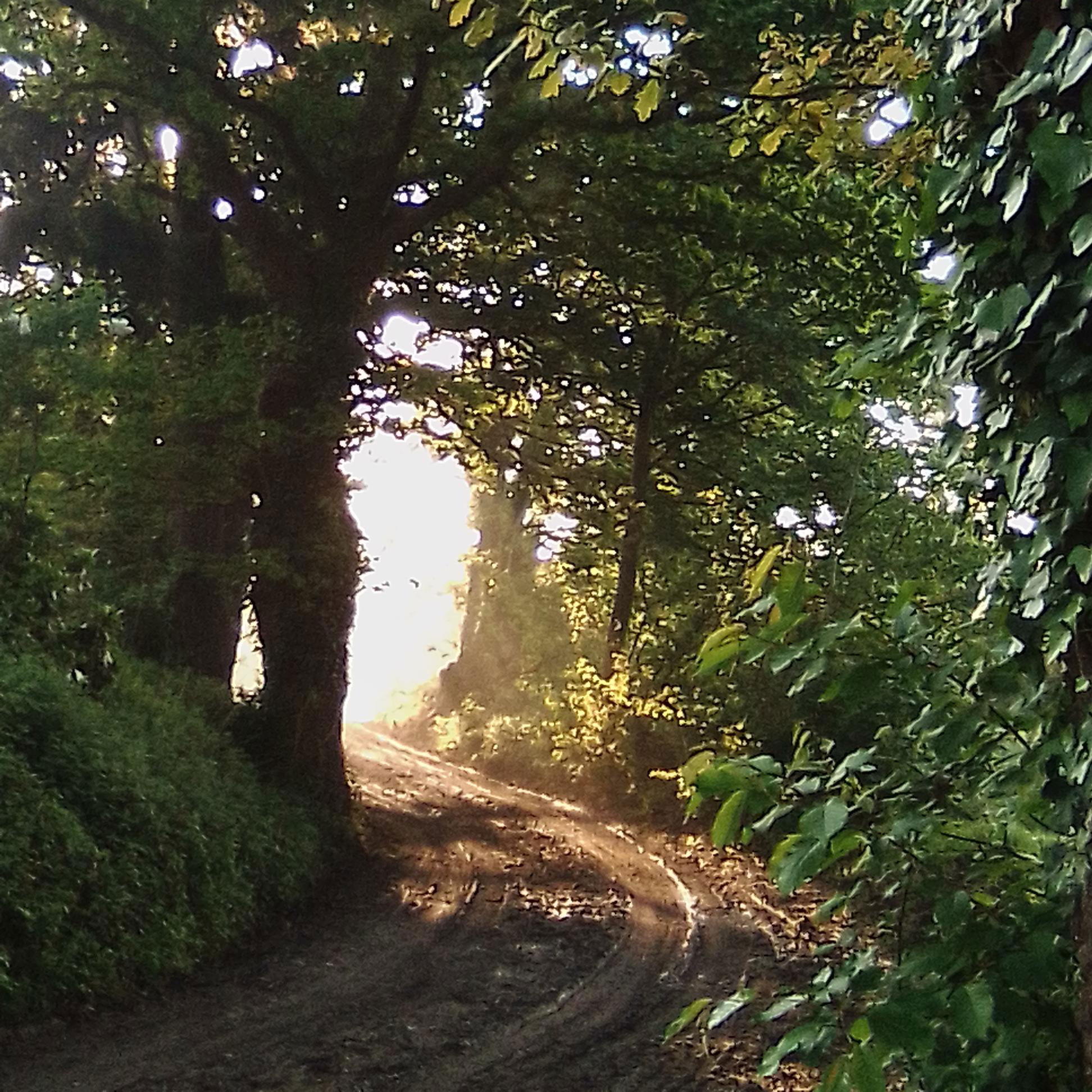 Forêt